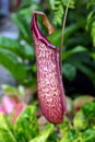 Tropical pitcher plant Royalty Free Stock Photo