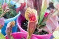 Tropical pitcher plant with many flower cups