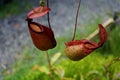 Tropical pitcher plant with many flower cups, carnivorous plant eating insect Royalty Free Stock Photo