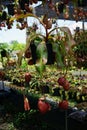 Tropical pitcher plant with many flower cups, carnivorous plant eating insect Royalty Free Stock Photo