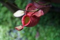 Tropical pitcher plant with many flower cups, carnivorous plant eating insect Royalty Free Stock Photo