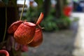 Tropical pitcher plant with many flower cups, carnivorous plant eating insect Royalty Free Stock Photo