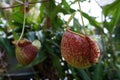 Tropical pitcher plant with many flower cups, carnivorous plant eating insect Royalty Free Stock Photo