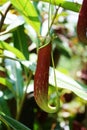 Tropical pitcher plant with many flower cups, carnivorous plant eating insect Royalty Free Stock Photo