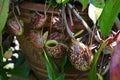 Tropical pitcher plant with many flower cups, carnivorous plant eating insect Royalty Free Stock Photo