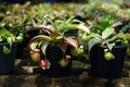 Tropical pitcher plant with many flower cups, carnivorous plant eating insect Royalty Free Stock Photo