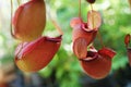 Tropical pitcher plant with many flower cups, carnivorous plant eating insect Royalty Free Stock Photo