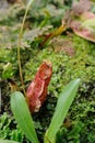 A tropical pitcher plant (monkey cup)