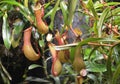 A tropical pitcher plant Nepenthes Royalty Free Stock Photo