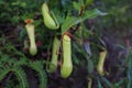 The tropical pitcher plant Nepenthes distillatoria Royalty Free Stock Photo