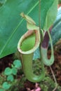 Tropical pitcher plant of Nepenthes family, called tropical pitcher plant or monkey cup, with typical pitcher cup.