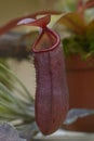 Tropical pitcher plant Nepenthes growing in a greenhouse Royalty Free Stock Photo