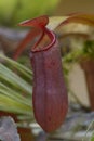 Tropical pitcher plant Nepenthes growing in a greenhouse Royalty Free Stock Photo