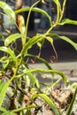 Tropical pitcher plant nepenthes Royalty Free Stock Photo