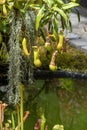 Tropical pitcher plant nepenthes Royalty Free Stock Photo