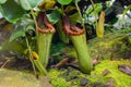 The tropical pitcher plant Nepenthes truncata, a carnivorous plant. Nepenthes truncata is endemic to the Philippines. Royalty Free Stock Photo