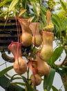 The tropical pitcher plant nepenthes ventricosa, a - plant. Nepenthes ventricosa is endemic to Malaysia and Philippines