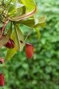 Tropical Pitcher Plant