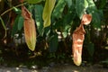 Tropical pitcher plant Royalty Free Stock Photo