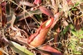 Tropical pitcher plants