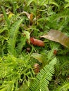 Tropical pitcher plants grow in the forest Royalty Free Stock Photo