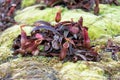 Tropical pitcher plants or monkey cups in national park. Royalty Free Stock Photo