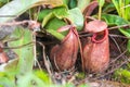 Tropical pitcher plants or monkey cups in national park Royalty Free Stock Photo
