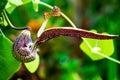 Tropical pitcher plants or monkey cups or Nepentes growing in the forest ,eating insects ,biology concept.