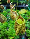 Tropical pitcher plants or monkey cups nepenthes