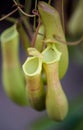 Tropical pitcher plants,Nepenthes or Monkey cups