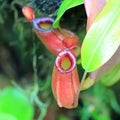 Tropical pitcher plants