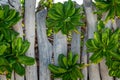 Tropical pittosporum tobira plant