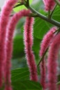 Acalypha hispida Royalty Free Stock Photo