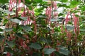 Acalypha hispida Royalty Free Stock Photo