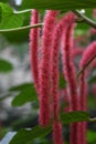 Acalypha hispida Royalty Free Stock Photo