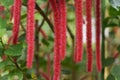 Acalypha hispida