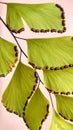 tropical plant Adiantum capillus veneris