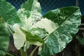 Tropical plant, Alocasia macrorrhizos in the garden,