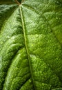 Tropical plant Anthurium Radicans hybrid beautiful leaves exposed to water after rain