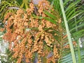 Tropical plant Areca palm