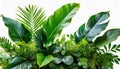 Tropic plant arrangement against a pure white background