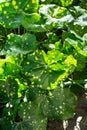 Tropical plant big green leaf with yellow dots under sun light Royalty Free Stock Photo