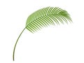 Tropical plant branch Royalty Free Stock Photo