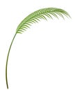 Tropical plant branch Royalty Free Stock Photo