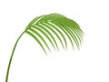 Tropical plant branch Royalty Free Stock Photo