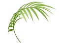 Tropical plant branch Royalty Free Stock Photo