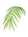 Tropical plant branch Royalty Free Stock Photo