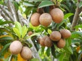 Tropical plant with brown fruits and green leaves