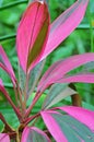 Tropical plant , Cordyline fruticosa , Sri Lanka