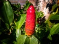 tropical plant costus spicatus flower. Blooming at the garden on sunny day Royalty Free Stock Photo